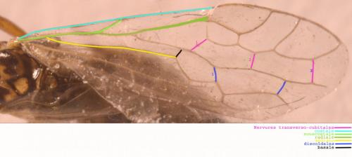 Xyela sp.